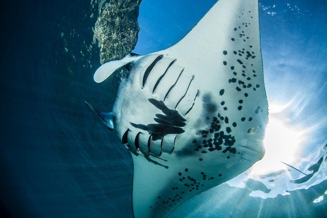 2 Days Discover Scuba Diving in Nusa Lembongan - Scuba Initiation - Day 2 at Manta Point: Why 3–5 Meters Feels Manageable