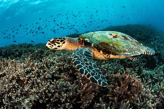 2 Days Discover Scuba Diving in Nusa Lembongan - Scuba Initiation - Timing, Group Feel, and What the 2 Days Really Mean