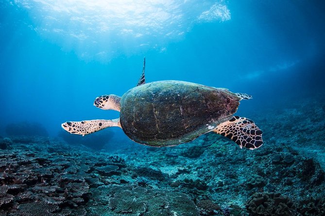 5 Fun Dives in Nusa Lembongan (for certified divers) - Swim with a Mola Mola - Five scuba sessions around Lembongan and Penida