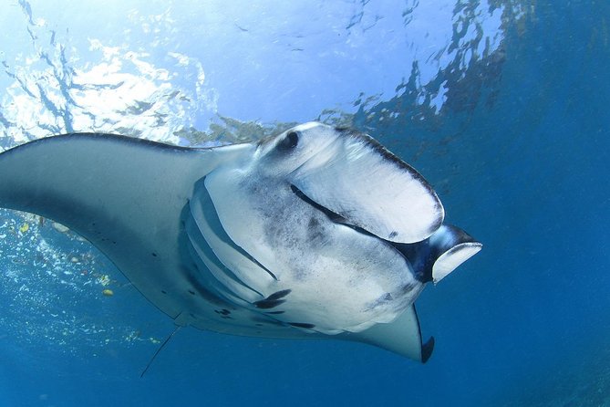 5 Fun Dives in Nusa Lembongan (for certified divers) - Swim with a Mola Mola - Mangrove Point, Toyapakeh, and Jungut Batu Beach: variety with real breathing space