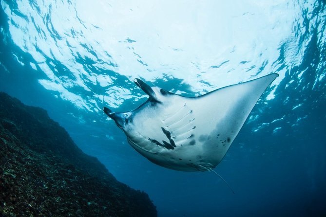 7 Fun Dives in Nusa Lembongan (for certified divers) - Premium Value Package - Price and logistics: what your $311.68 covers (and why it matters)