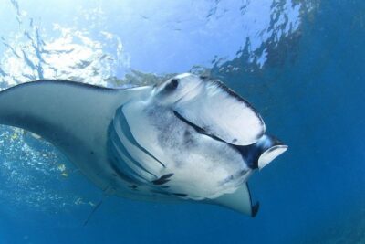7 Fun Dives in Nusa Lembongan (for certified divers) - Premium Value Package - 3 days on the calendar, 7 sessions within a week
