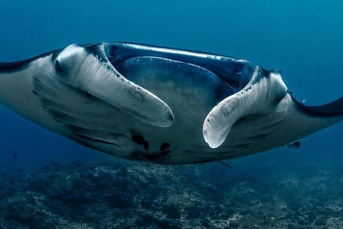 7 Fun Dives in Nusa Lembongan (for certified divers) - Premium Value Package - Jungut Batu Beach: finishing strong with one more local stop