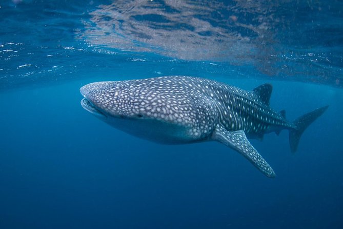 7 Fun Dives in Nusa Lembongan (for certified divers) - Premium Value Package - Gear, center facilities, and the small comforts that save your day