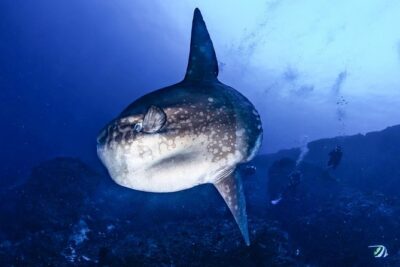 Advanced Open Water Course - Advanced Certification in Lembongan (next to Bali) - Compass navigation: the skill that makes you stop guessing underwater