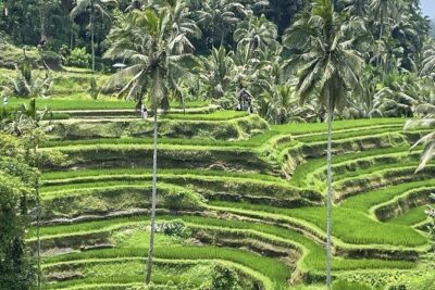 All Inclusive Ubud Cultural and Natural Highlights Tour - Stop 1: Bali Traditional House Gung Aji (culture you can actually picture)