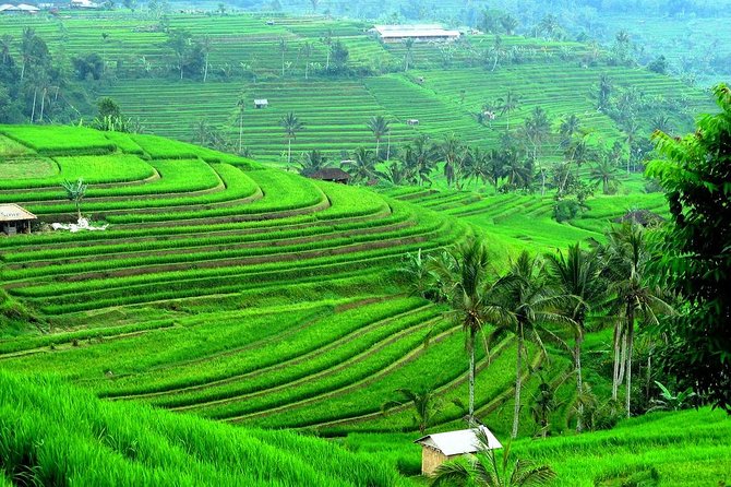 Ancient Temples and Jatiluwih Rice Terrace Private Tour - Why this Bali circuit works so well (Temples plus Jatiluwih in one day)