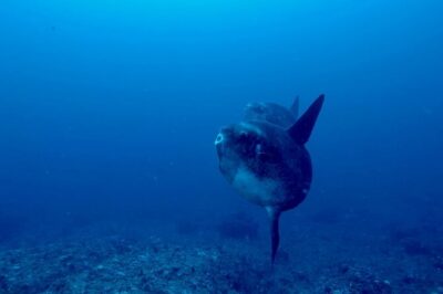 Certified Scuba Dive with Manta Rays (Open Water Diver minimum) - The 8:30 am start and how the day actually flows