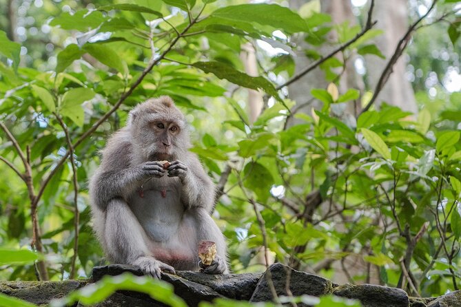Full-Day Highlights and Best of Ubud Village - FAQ