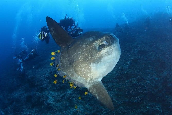 Lembongan Snorkeling at Manta Bay, Crystal Bay and Mangrove - Who should book this manta-ray snorkeling trip