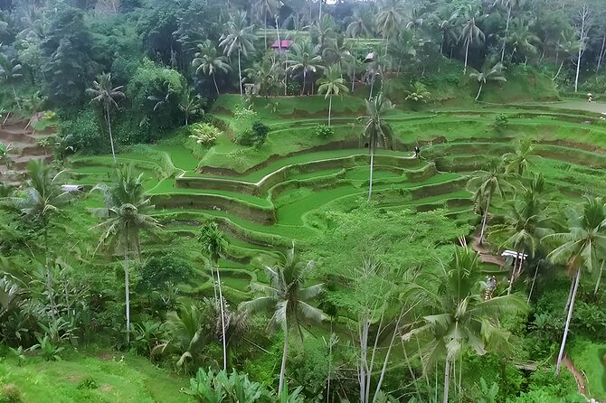Private Half-Day Tour: The Best Ubud Half Day Trip Packages - Ubud in Half a Day: What This Private Tour Really Solves