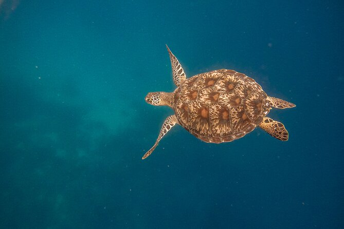 Snorkeling and Freediving Trip around Nusa Penida - FAQ