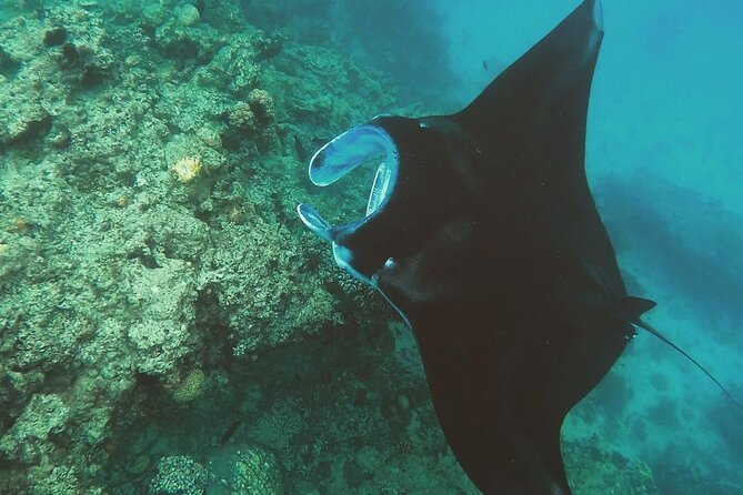 Snorkeling In Nusa Penida Island With Manta Ray From Bali - Manta Rays: What You Can Expect (and What You Can’t Control)