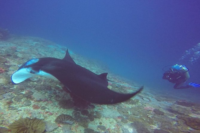 Snorkelling in Nusa Penida - Manta Point - Crystal Bay: corals, calm water pockets, and easier viewing