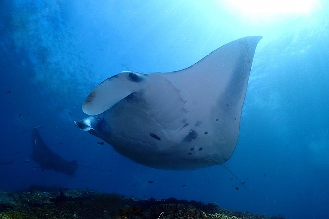Try Diving in Manta Point - Nusa Penida - The Nusa Penida Day Plan: 9AM Departure, Multiple Water Sessions, Donuts at 4PM
