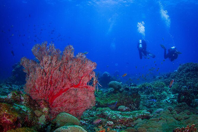 Two fun dives morning trip (Certified Divers only) - Key highlights you’ll feel on this 2-tank morning trip