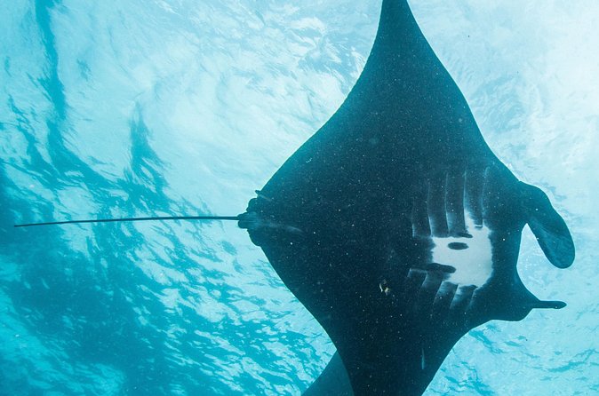 Two fun dives morning trip (Certified Divers only) - Who should book this two-tank morning option