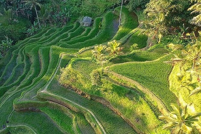Ubud: Swing - Monkey Forest - Waterfall - Temple - Rice Terraces - Art Crafts - Gallery Ada Garuda: Woodcarving That Shows Skill Without Feeling Like a Trap